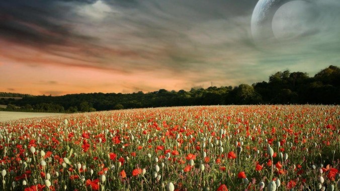 乌龟和什么一起养既可以清理龟粪净化水质又可以当龟食物？